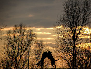 Silhouette of bare trees against sky at sunset