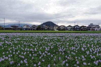 Flowers growing on field by houses against sky