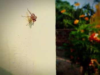 Close-up of spider