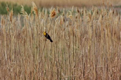 Bird on wheat field