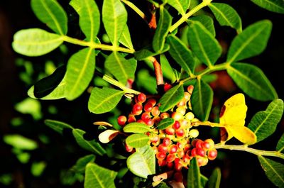 Close-up of plant