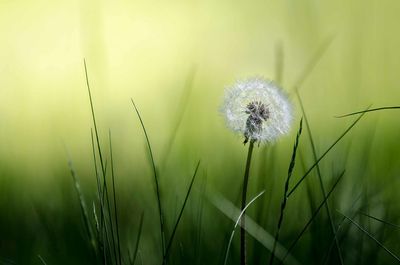Close-up of dandelion in field