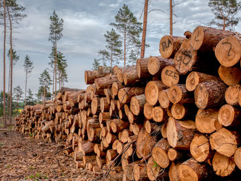 Stack of logs in forest