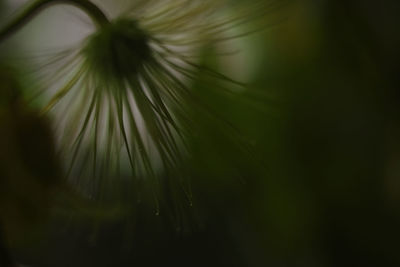 Close-up of dandelion flower