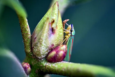 Close-up of insect on plant