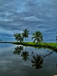 Palm tree by lake against sky