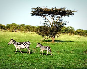 Zebras on landscape against clear sky