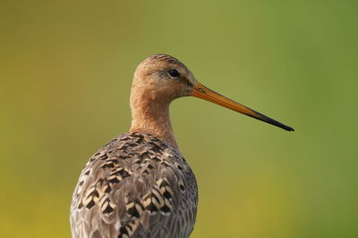 Close-up of a bird