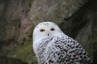 Close-up portrait of owl