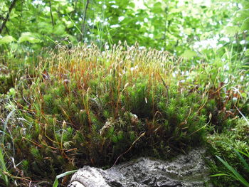 Plants growing on field