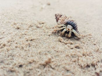 Close-up of hermit crab at beach