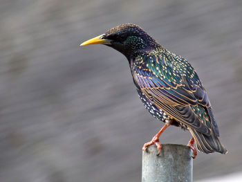 Bird perching on wooden post