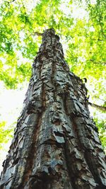Low angle view of tree trunk in forest