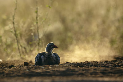 Close-up of bird perching on field