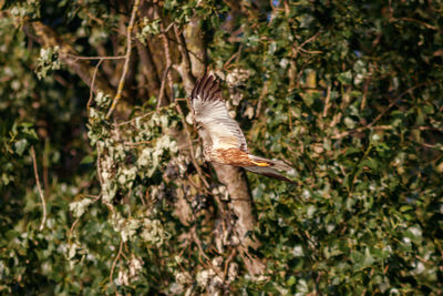 Bird flying over a tree
