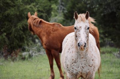 Horse standing in a field