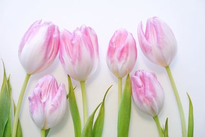 Close-up of pink tulips against white background