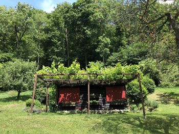 Plants growing on field