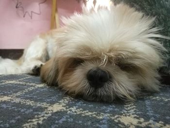 Close-up portrait of dog relaxing on floor