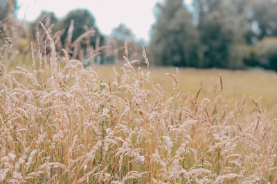 Close-up of crops on field