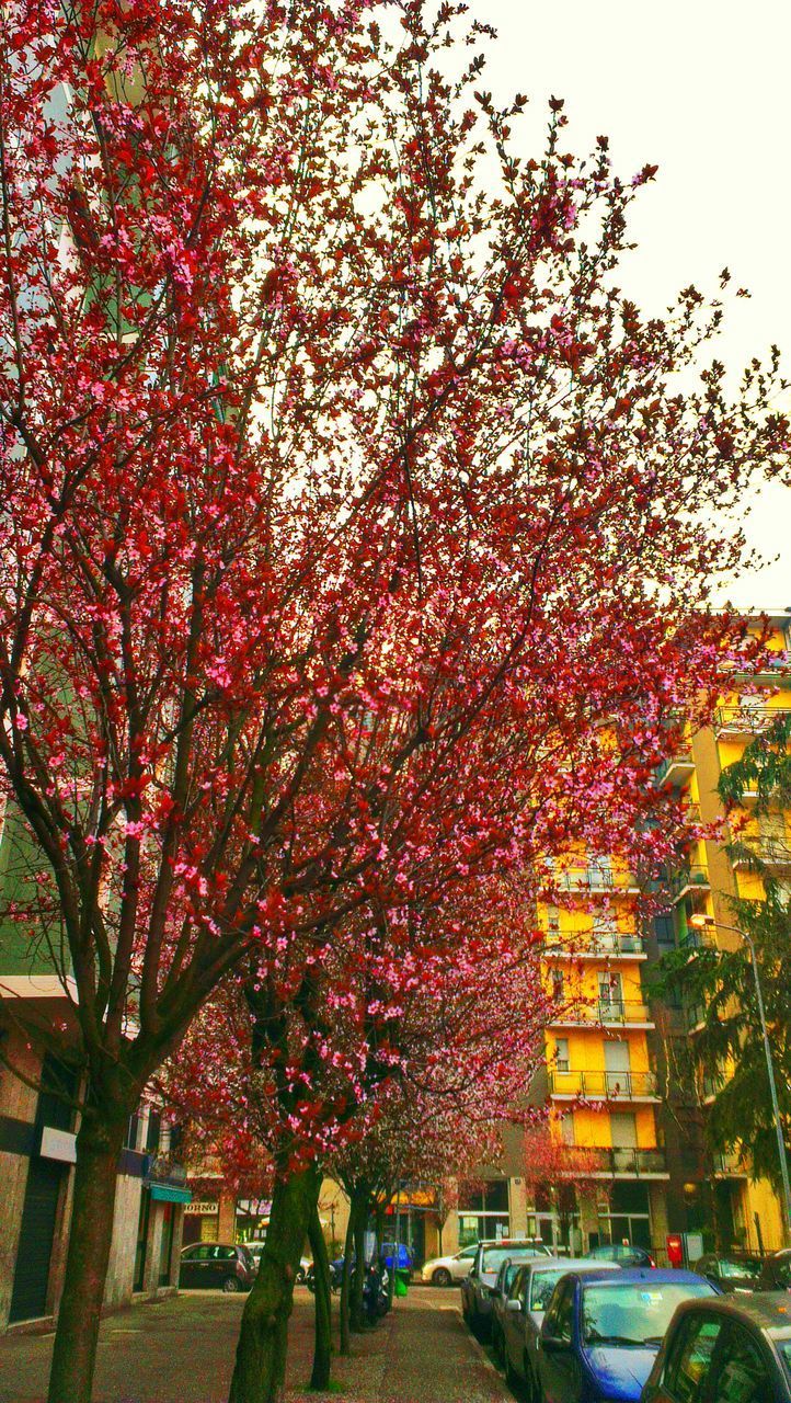 VIEW OF TREE IN CITY