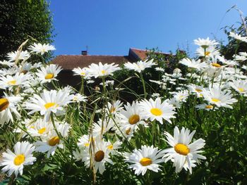 Close-up of white daisy flowers against clear sky