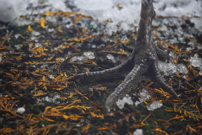 High angle view of crab on dry leaves