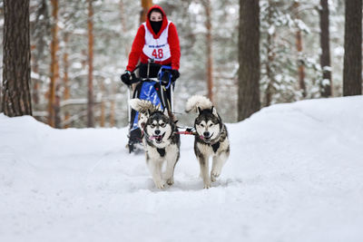 View of a dog on snow