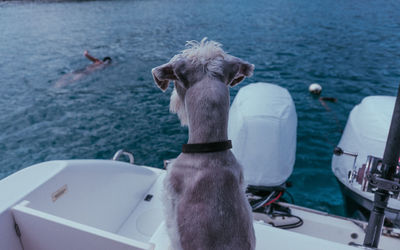 Dog on boat in sea