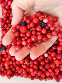 Close-up of hand holding cranberries