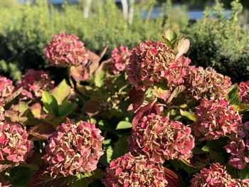 Close-up of pink flowering plants