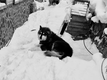 High angle view of dog sitting on snow