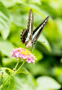 Close-up of butterfly pollinating on pink flower