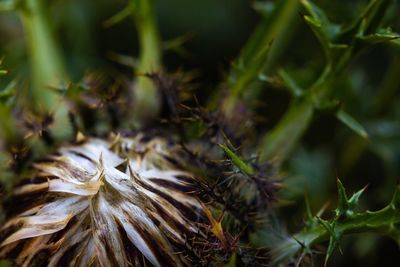 Close-up of plants growing on field