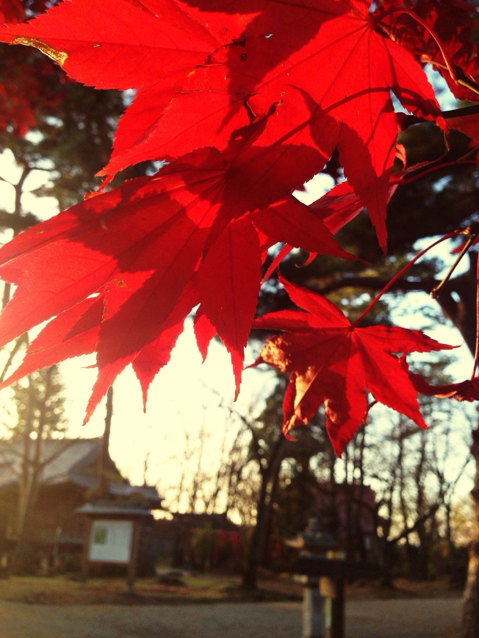 red, autumn, tree, leaf, change, maple leaf, beauty in nature, nature, maple tree, no people, maple, close-up, fragility, outdoors, day, built structure, growth, branch