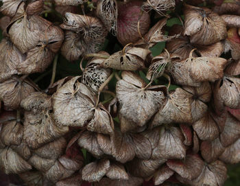 Full frame shot of hydrangea flower in winter