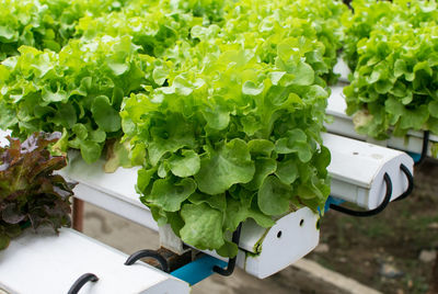 High angle view of vegetables on plant