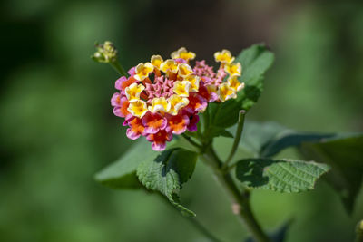 Close-up of flowering plant