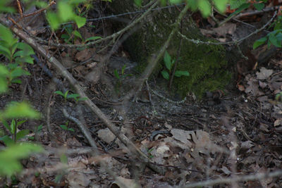 High angle view of lizard on field