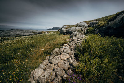 Plants growing on rocks against sky