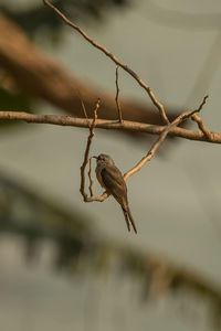 Close-up of insect on twig