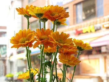 Close-up of yellow flower