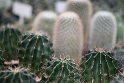 Close-up of cactus plant