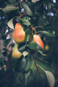 Close-up of pears growing on a tree