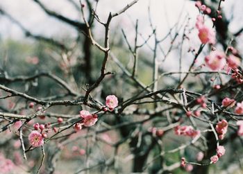 Close-up of pink flowers