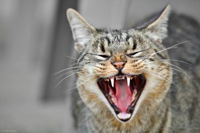 Close-up of cat yawning