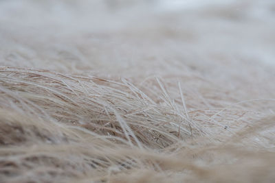 Full frame shot of corn field