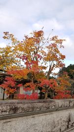 Autumn tree by building against sky