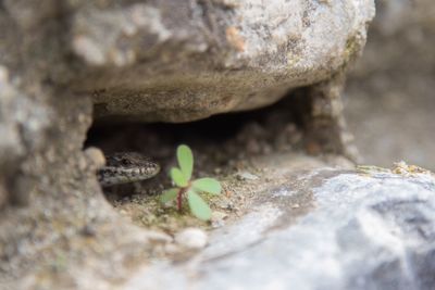 Close-up of lizard on rock