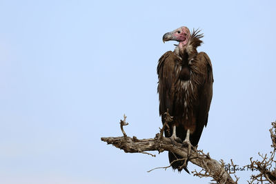 Low angle view of vulture perching on tree against clear sky